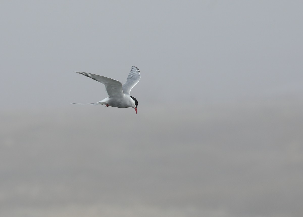 Arctic Tern - ML613173291