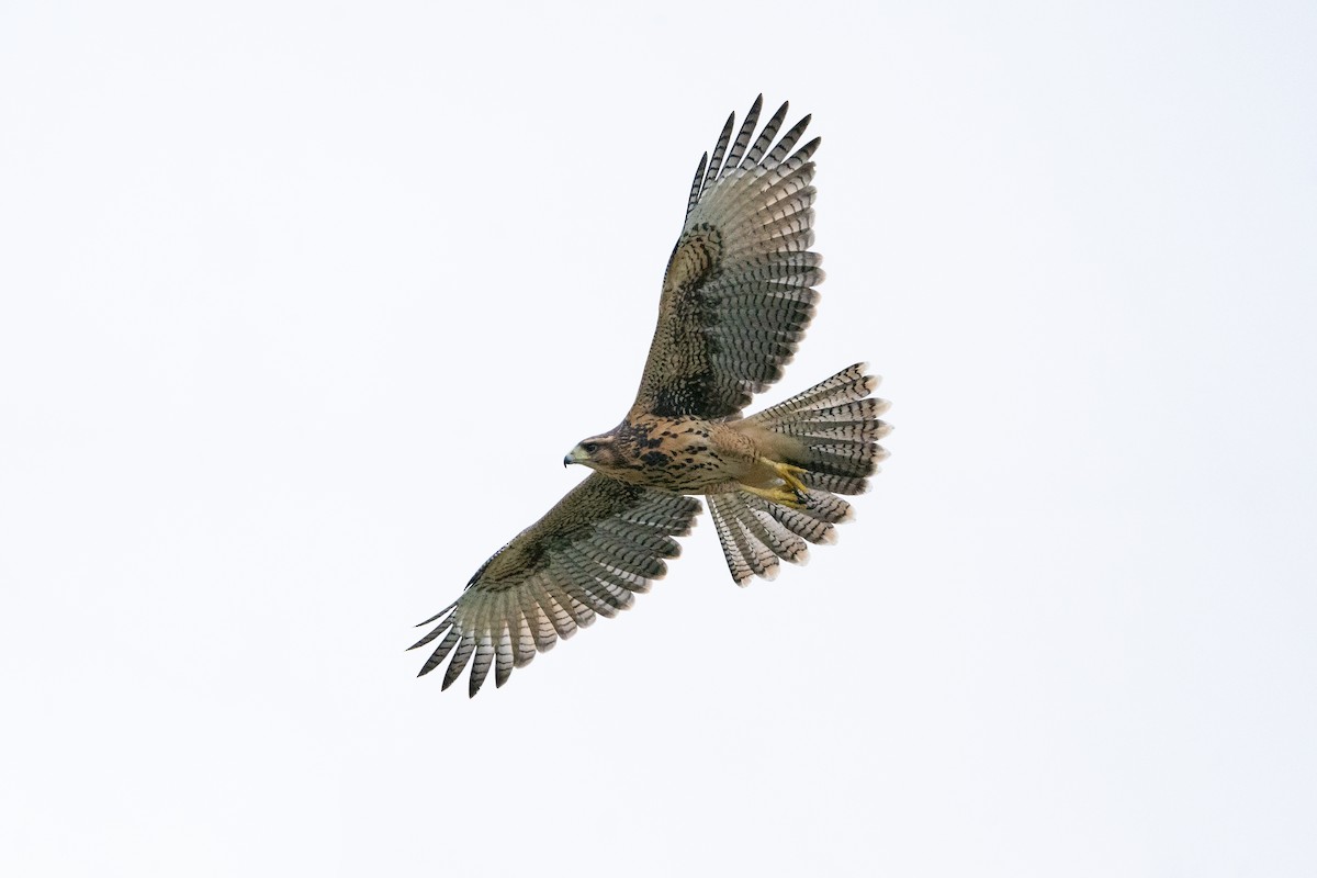 Harris's Hawk (Bay-winged) - ML613173458