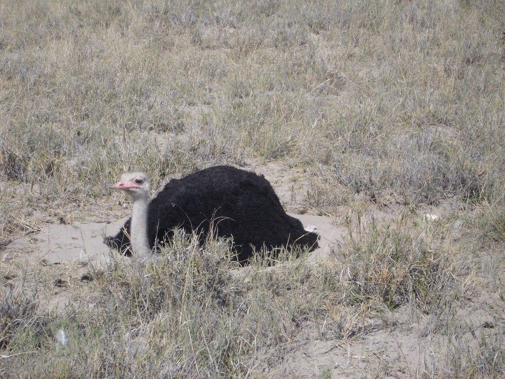 Common Ostrich - ML613173653