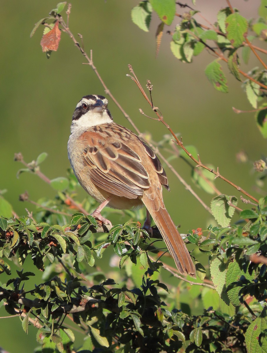 Stripe-headed Sparrow - ML613173849