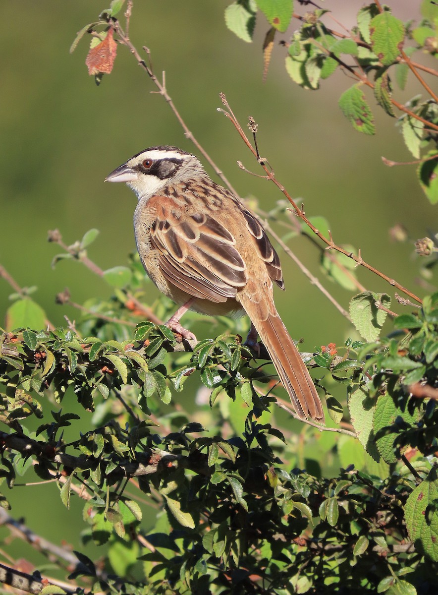 Stripe-headed Sparrow - ML613173850