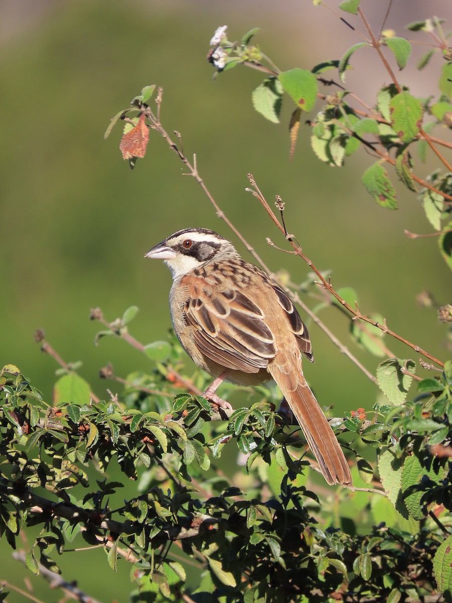 Stripe-headed Sparrow - ML613173852