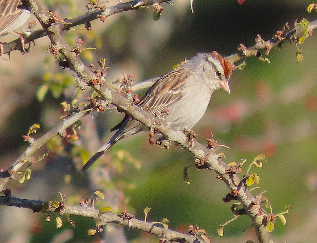 Chipping Sparrow - ML613173876