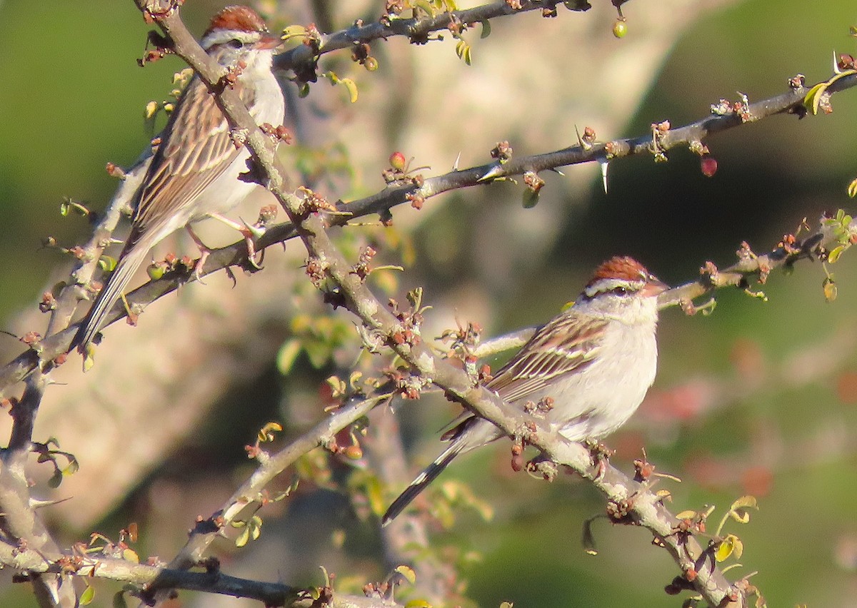 Chipping Sparrow - ML613173877
