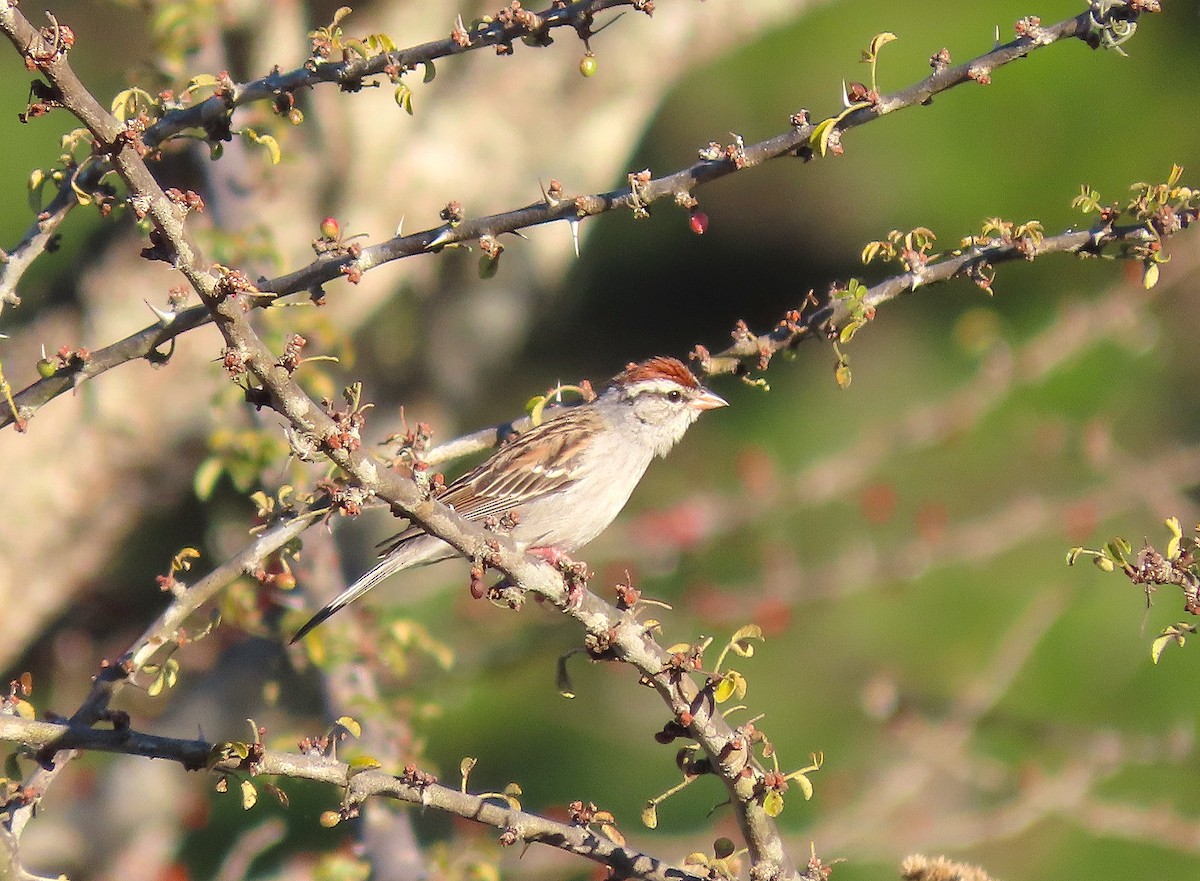 Chipping Sparrow - ML613173880