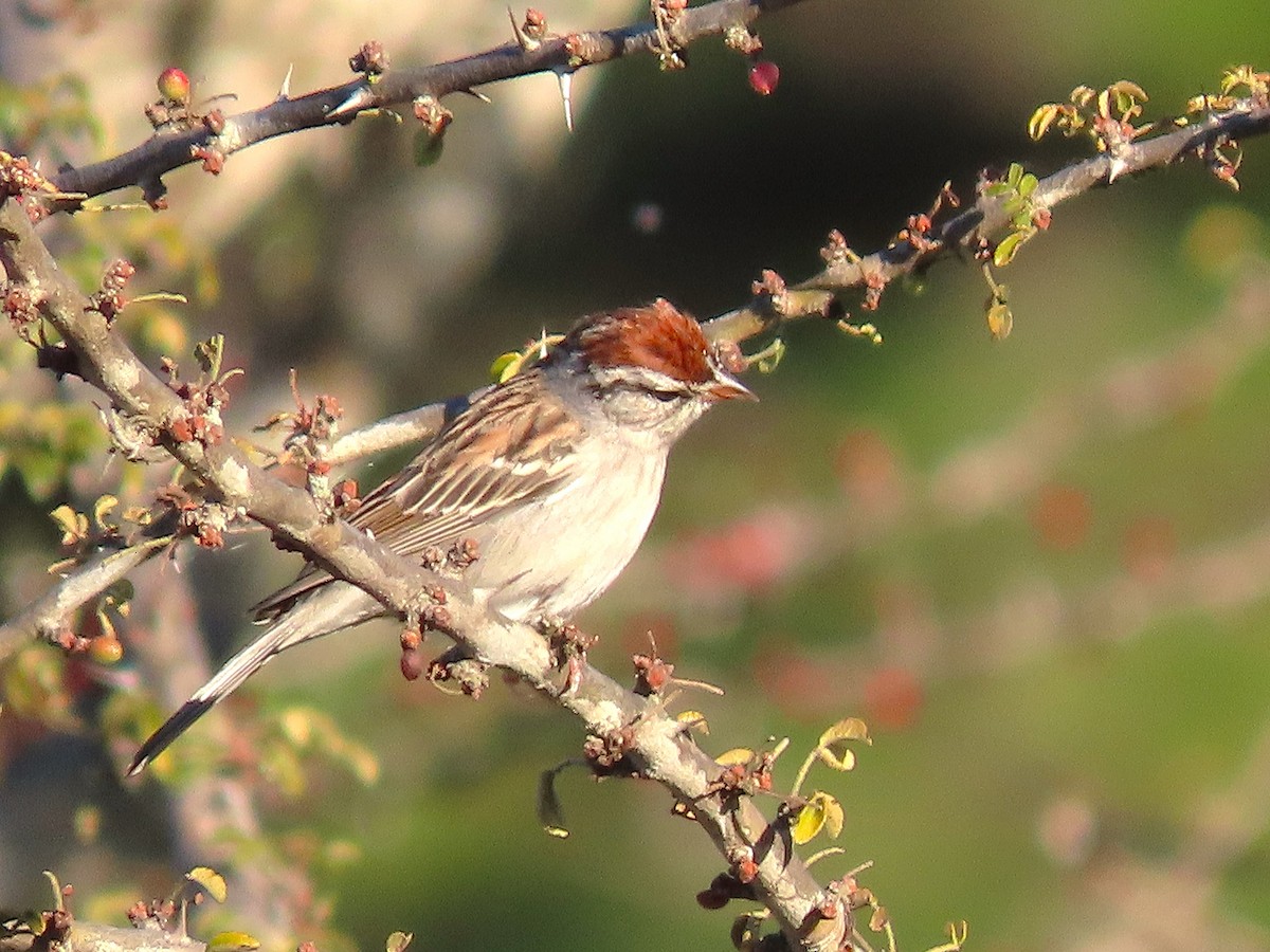 Chipping Sparrow - ML613173883