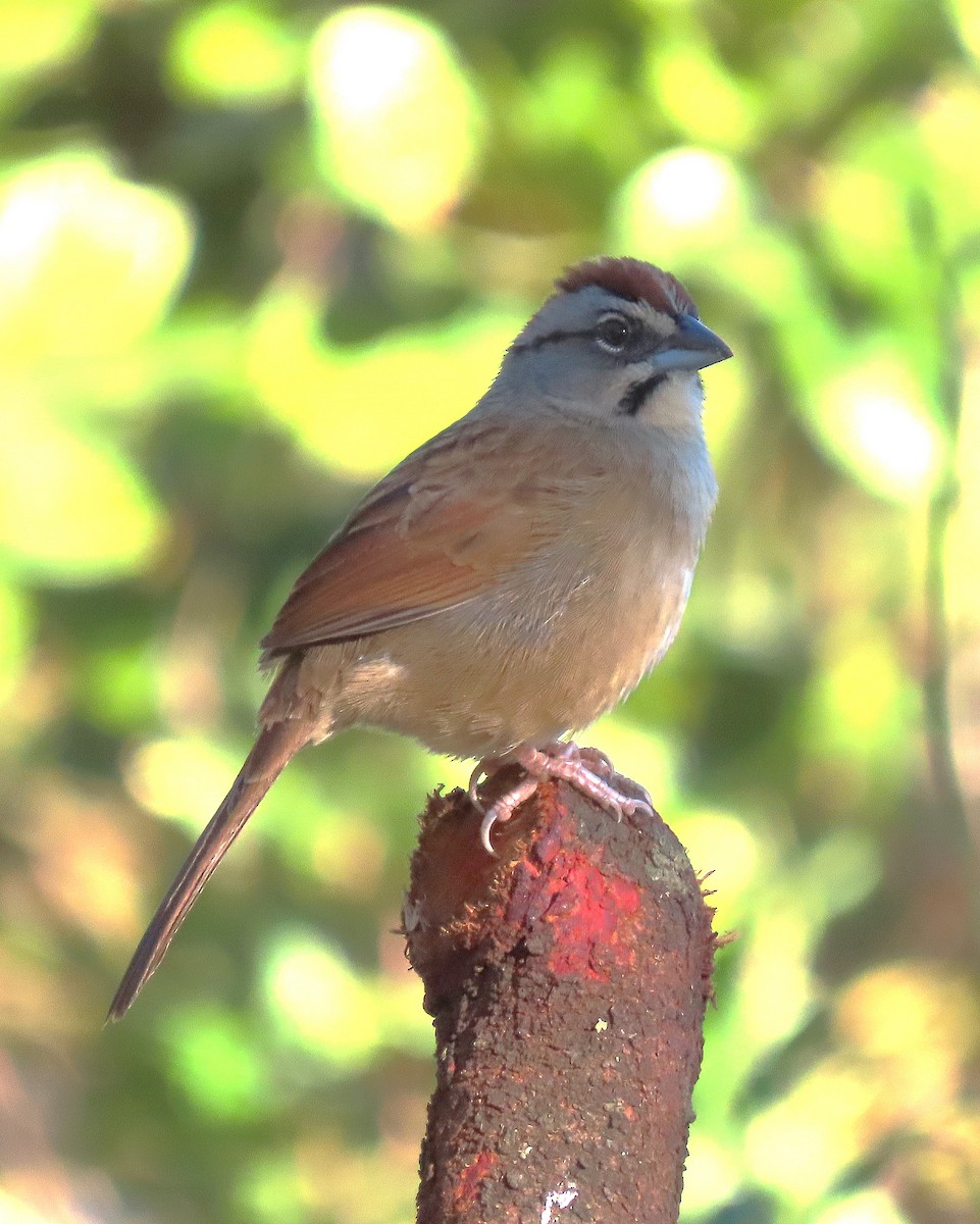 Rusty Sparrow - ML613173920