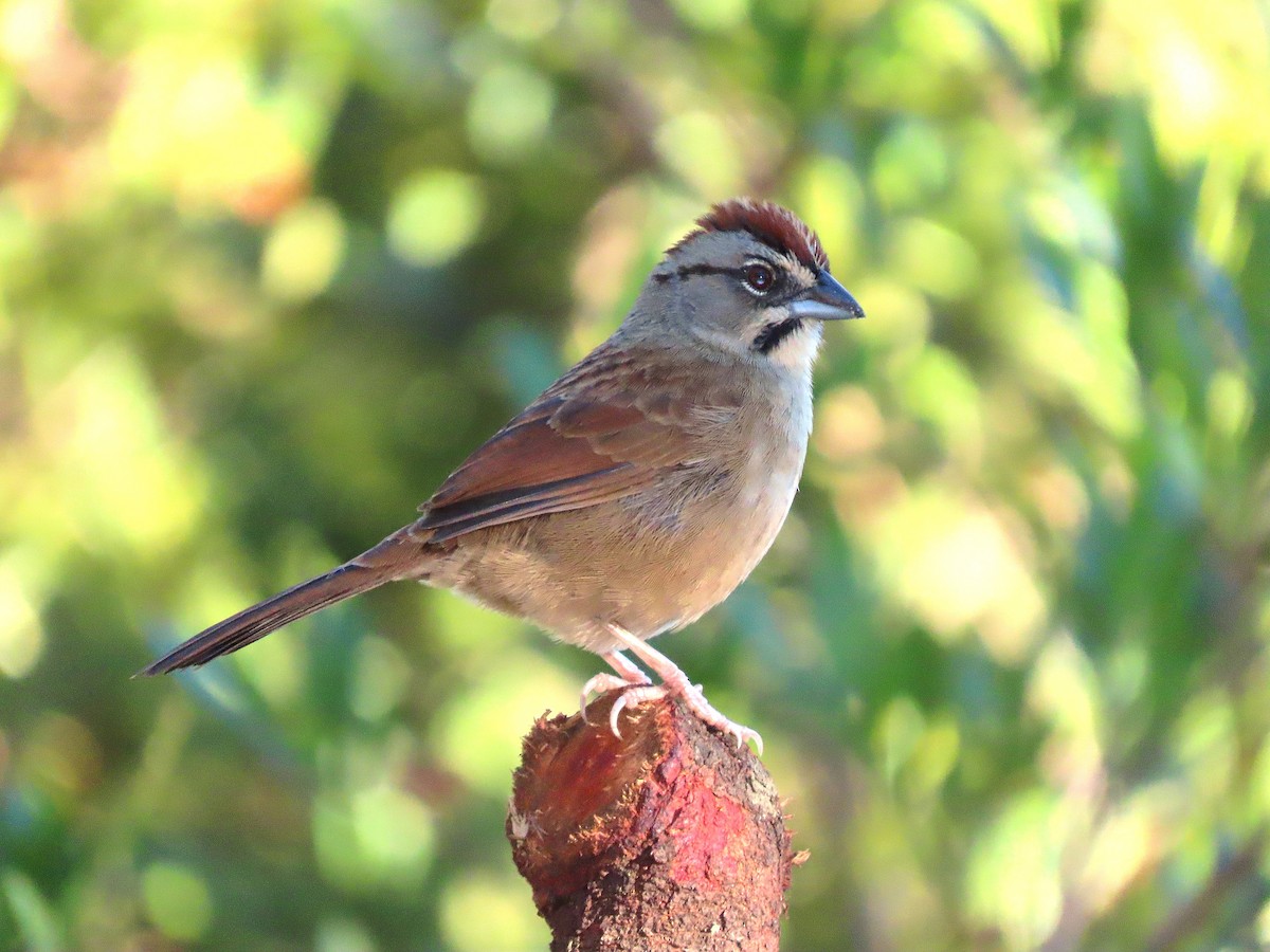 Rusty Sparrow - ML613173924