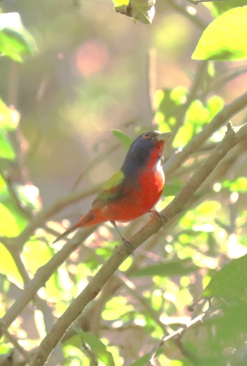 Painted Bunting - ML613173984