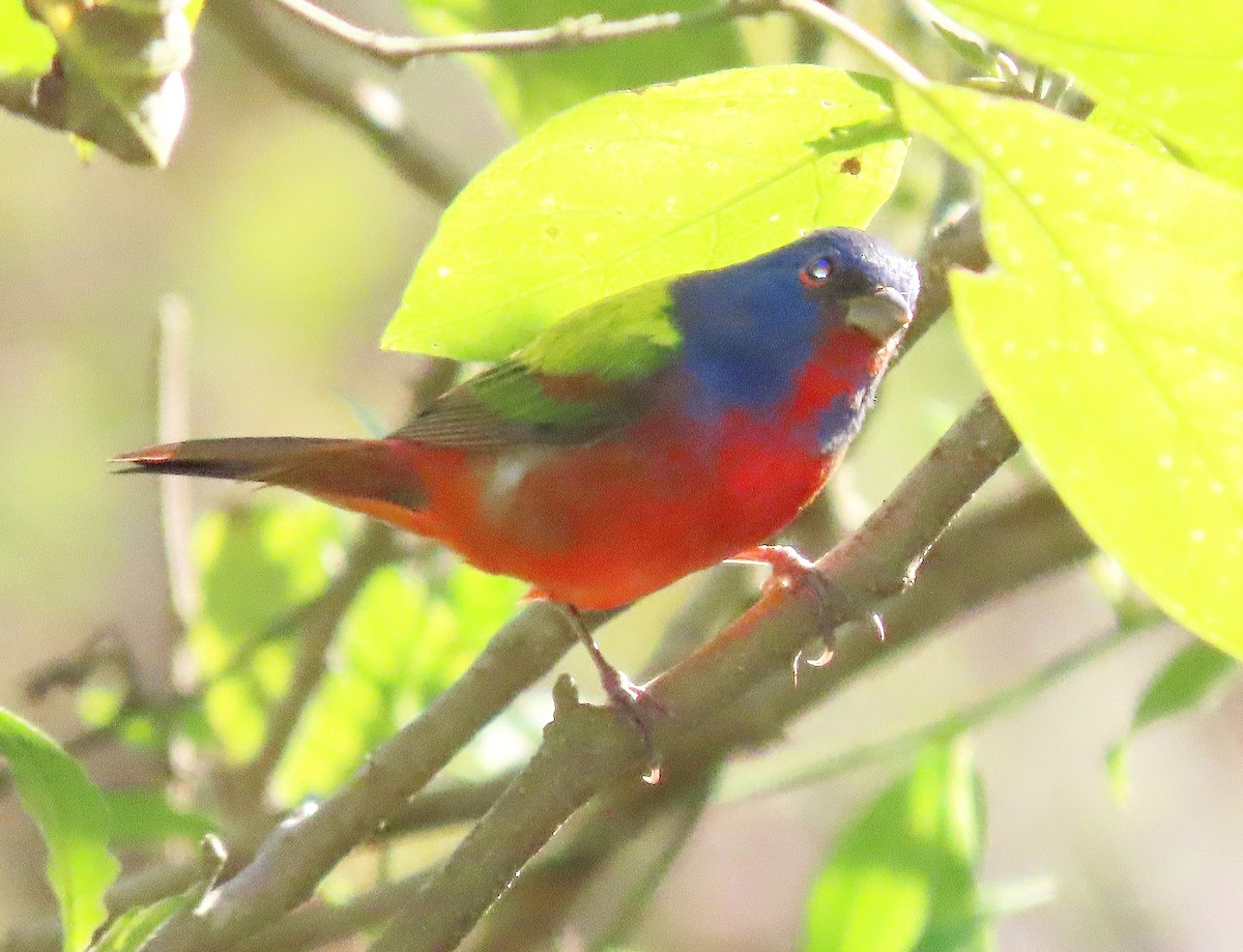 Painted Bunting - ML613173987