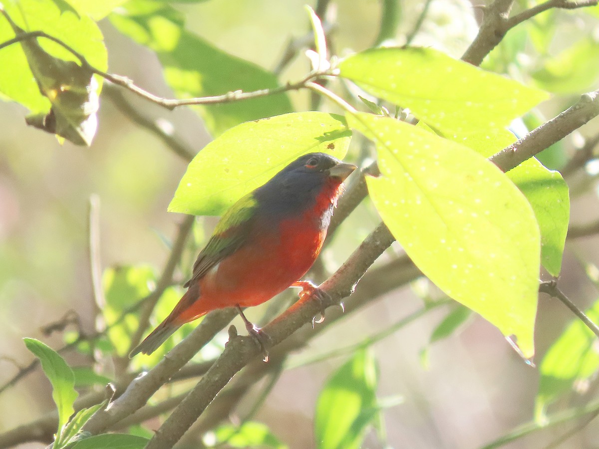 Painted Bunting - ML613173989