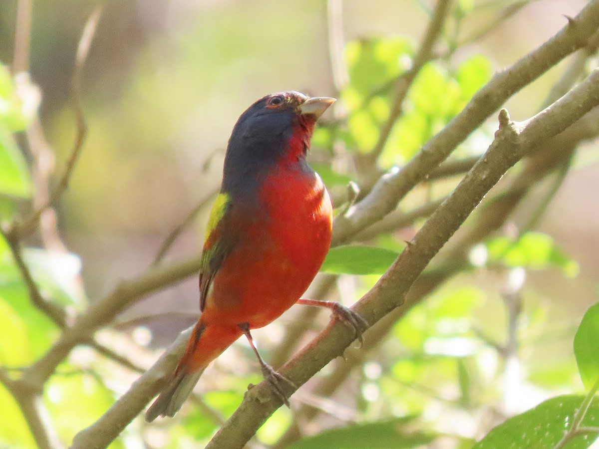 Painted Bunting - ML613173990