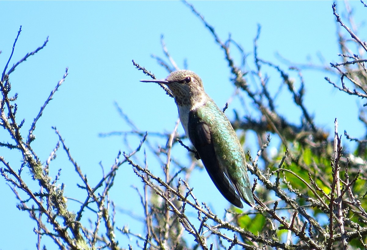 Anna's Hummingbird - ML61317401