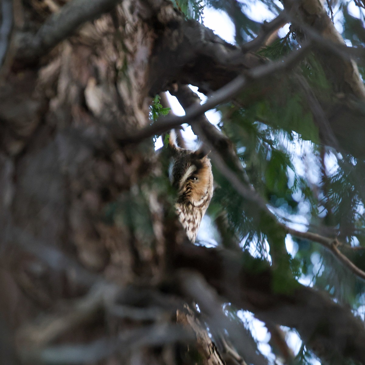 Long-eared Owl - ML613174188