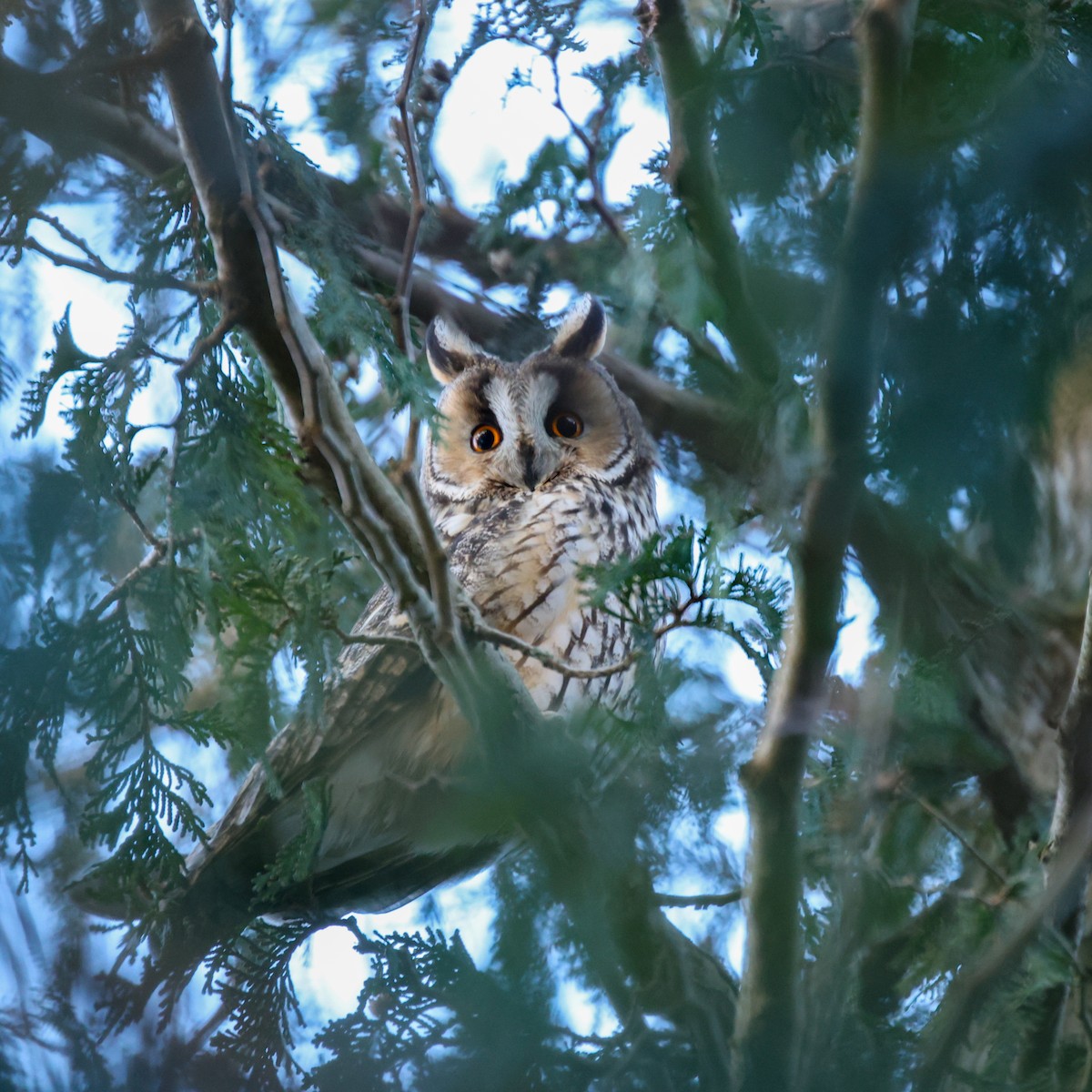Long-eared Owl - ML613174189