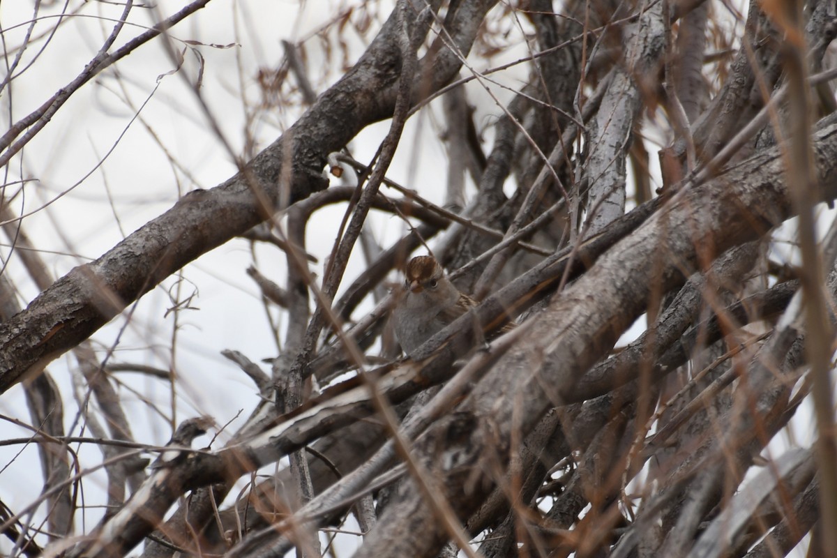 White-crowned Sparrow - Samuel Vassallo