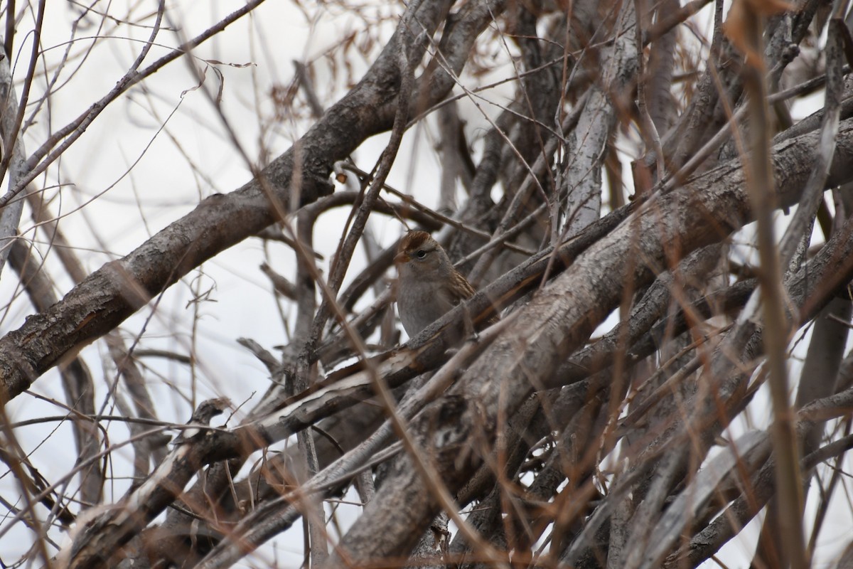 White-crowned Sparrow - ML613174800