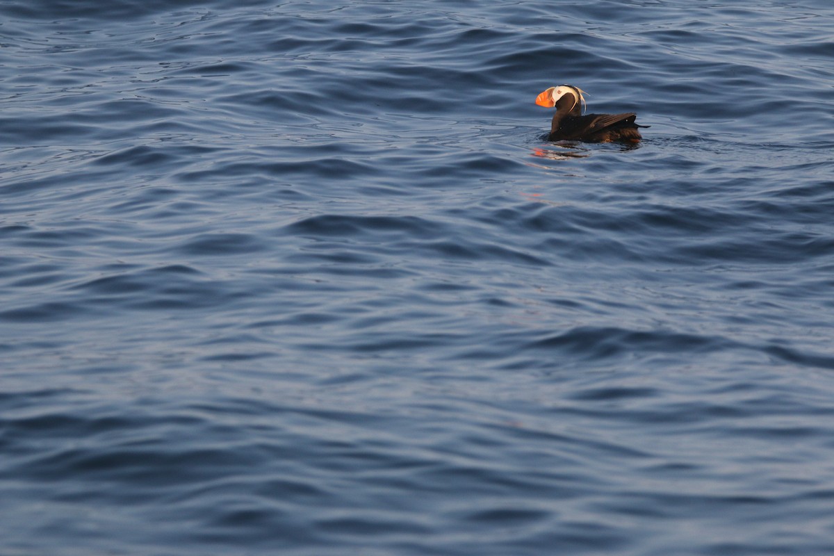 Tufted Puffin - ML613174933
