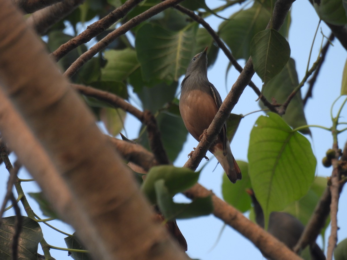 Chestnut-tailed Starling - ML613175154