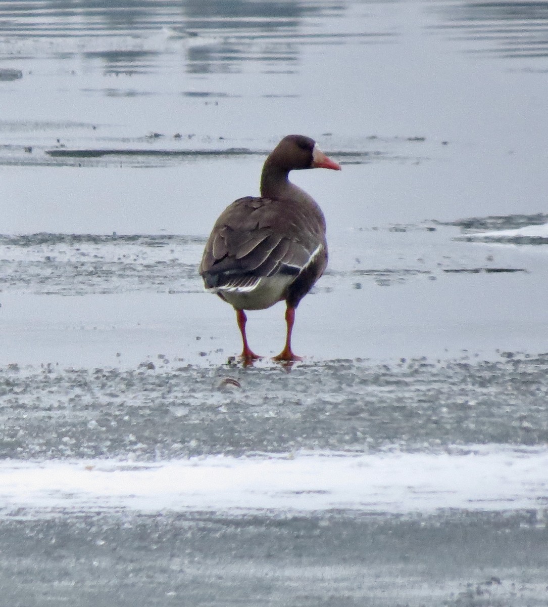 Greater White-fronted Goose - ML613175205