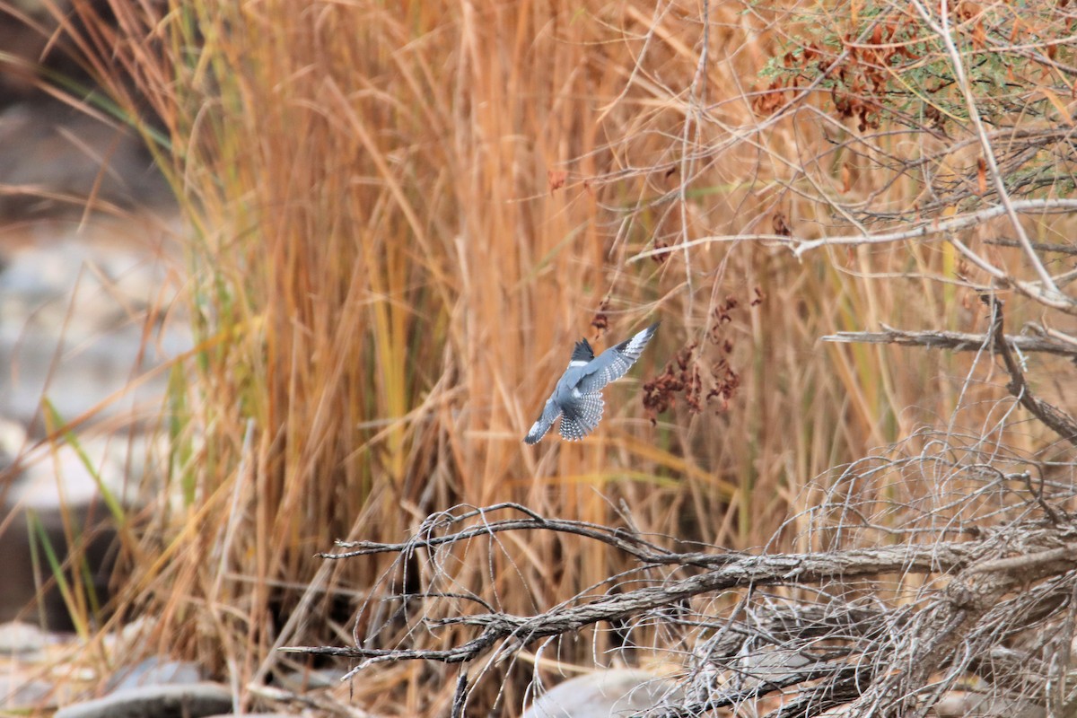 Belted Kingfisher - ML613175229