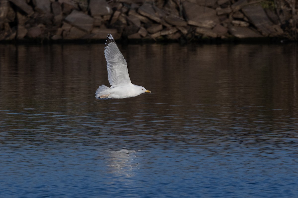 Yellow-legged Gull - Micha Mandel