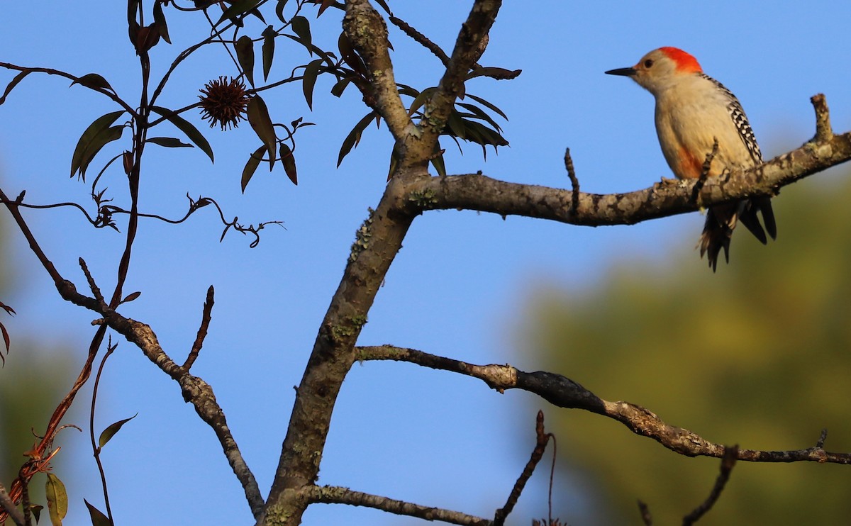 Red-bellied Woodpecker - ML613175416