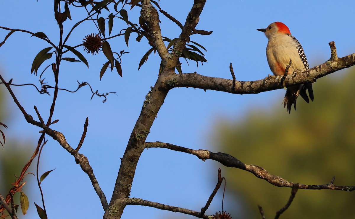 Red-bellied Woodpecker - ML613175434