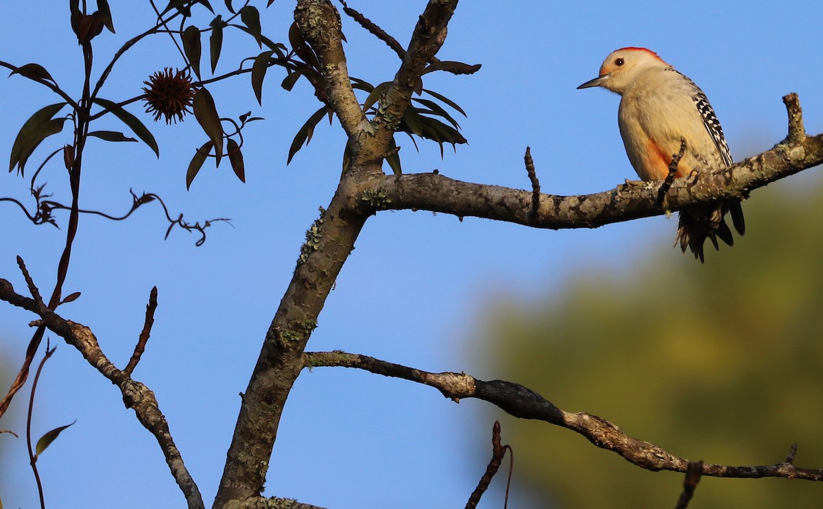 Red-bellied Woodpecker - ML613175454