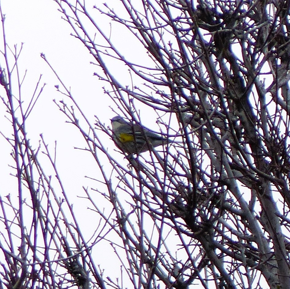 Yellow-rumped Warbler - ML613175588
