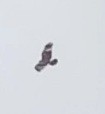 Red-tailed Hawk (Harlan's) - ML613175723