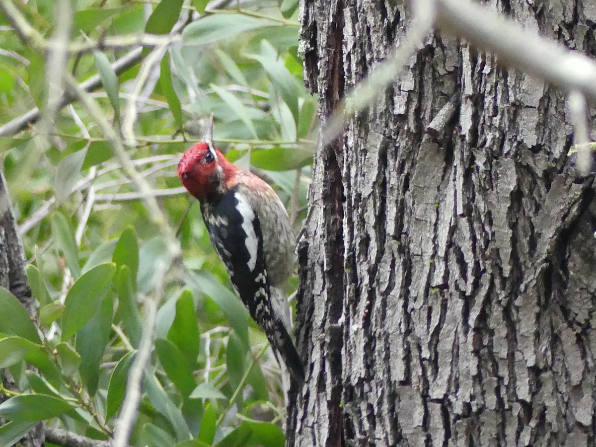Red-breasted Sapsucker - ML613175778
