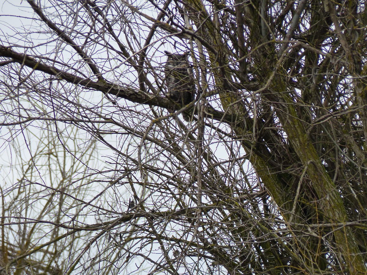 Great Horned Owl - ML613175825