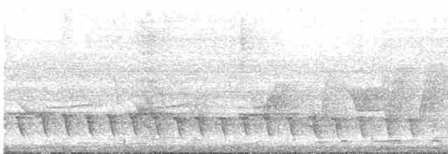 Pazifikkoel (cyanocephalus/subcyanocephalus) - ML613176201