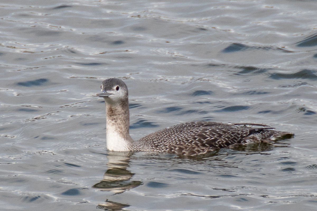 Red-throated Loon - ML613176263