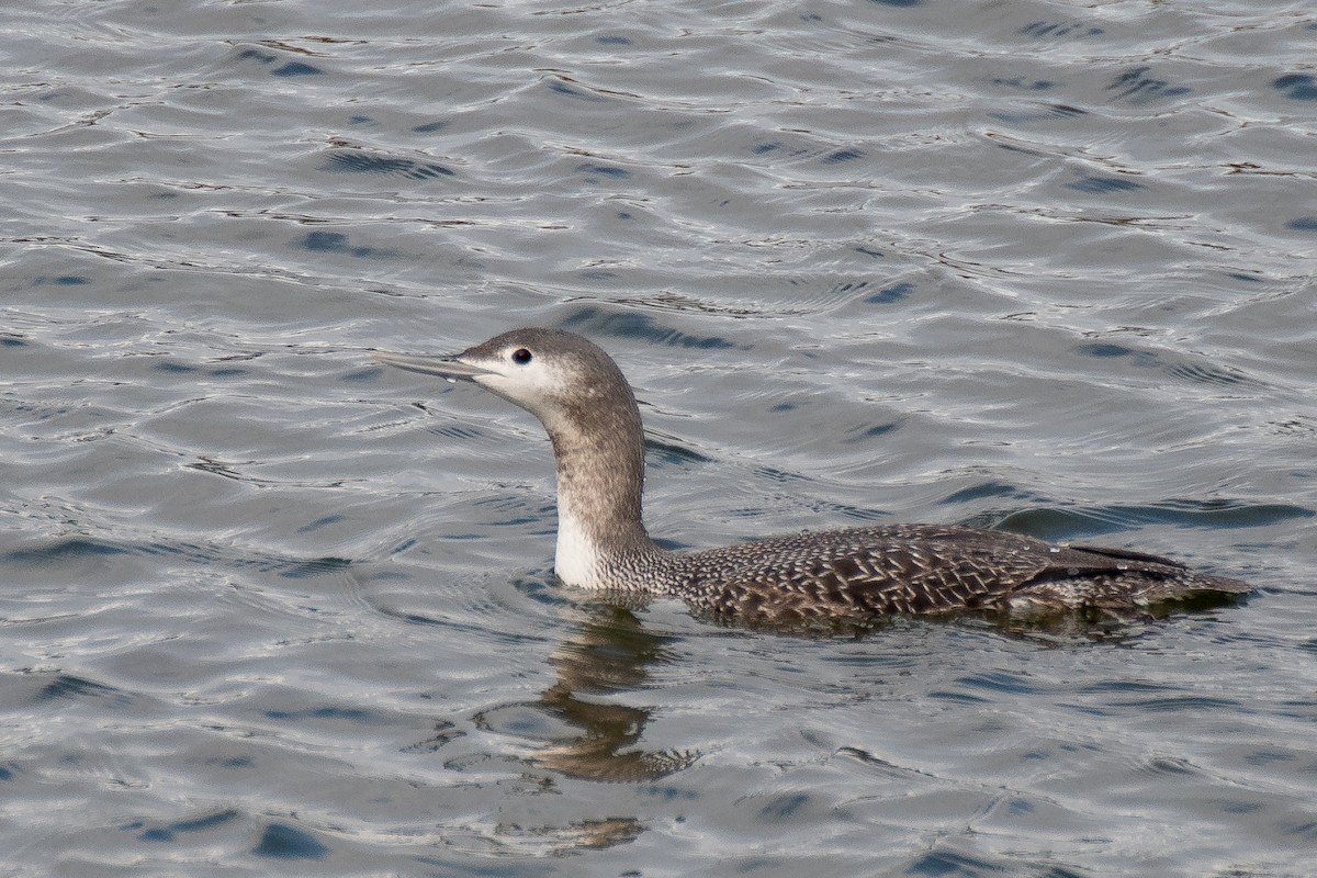 Red-throated Loon - ML613176264