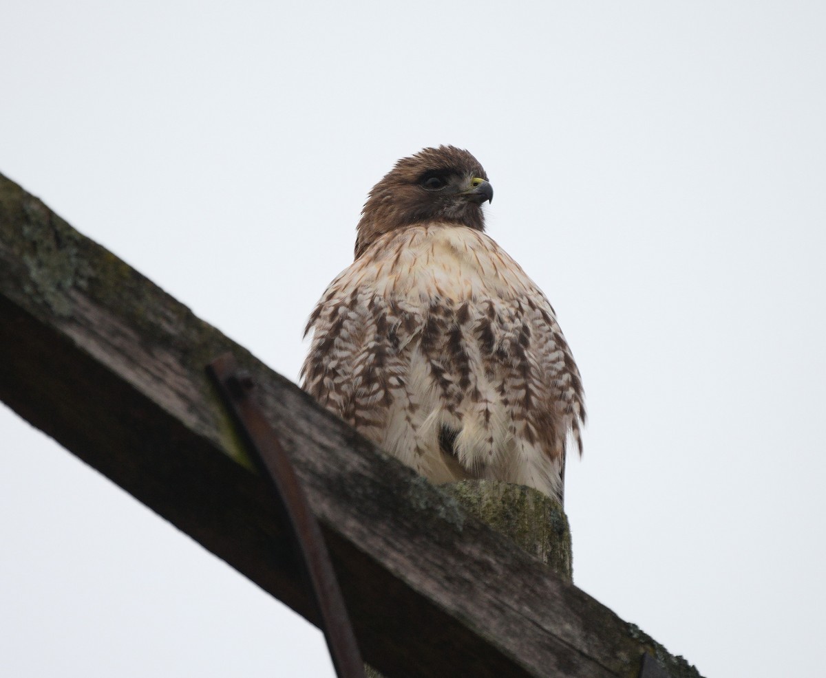 Red-tailed Hawk - ML613176341