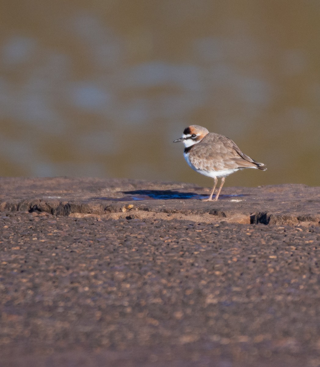 Collared Plover - ML613176478