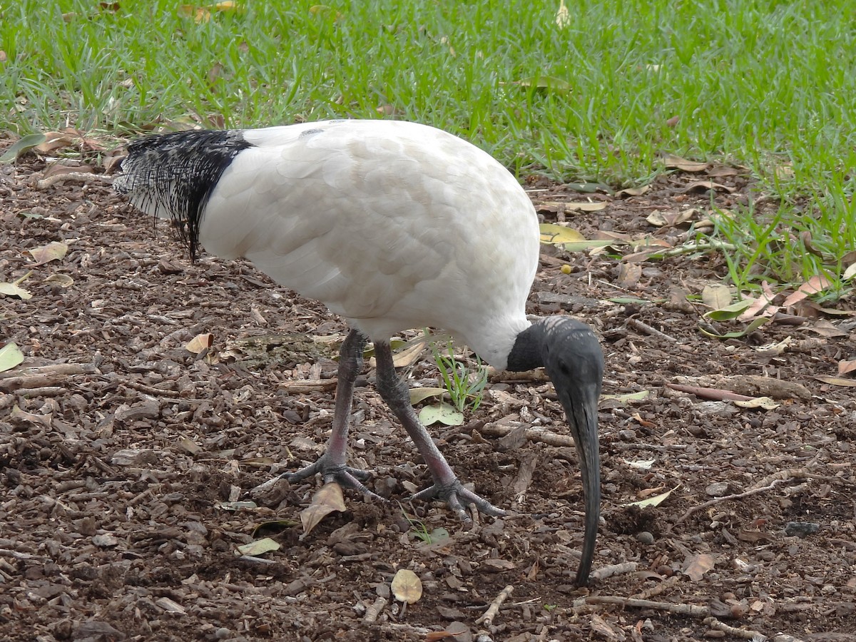 ibis australský - ML613176557