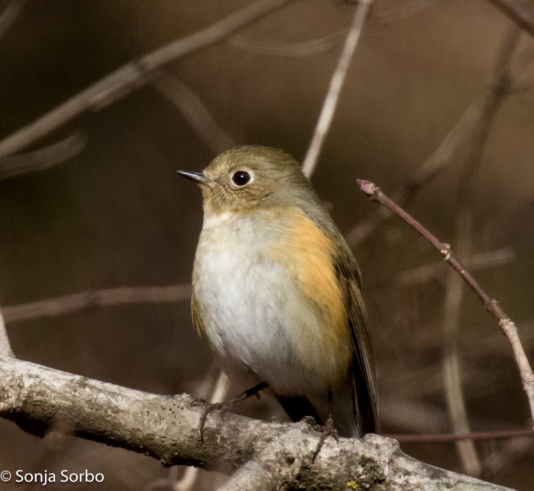 Red-flanked Bluetail - ML613176897