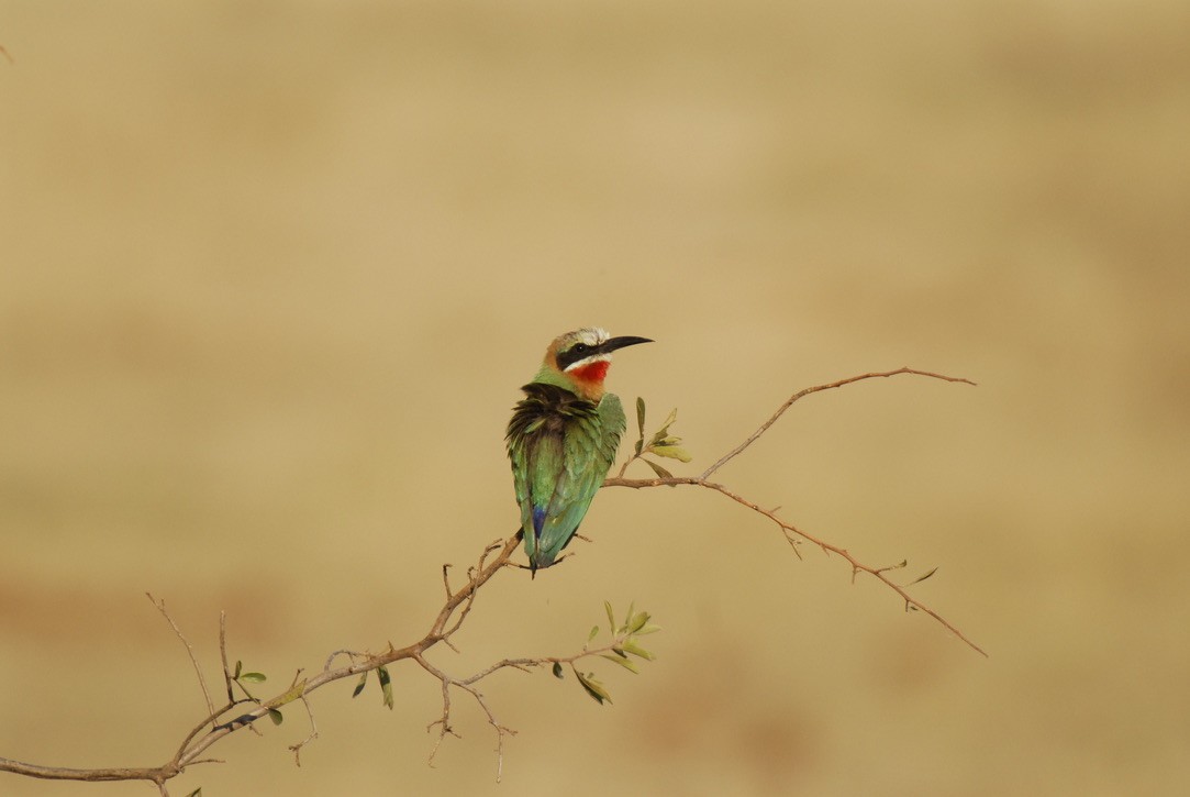 White-fronted Bee-eater - ML613176922