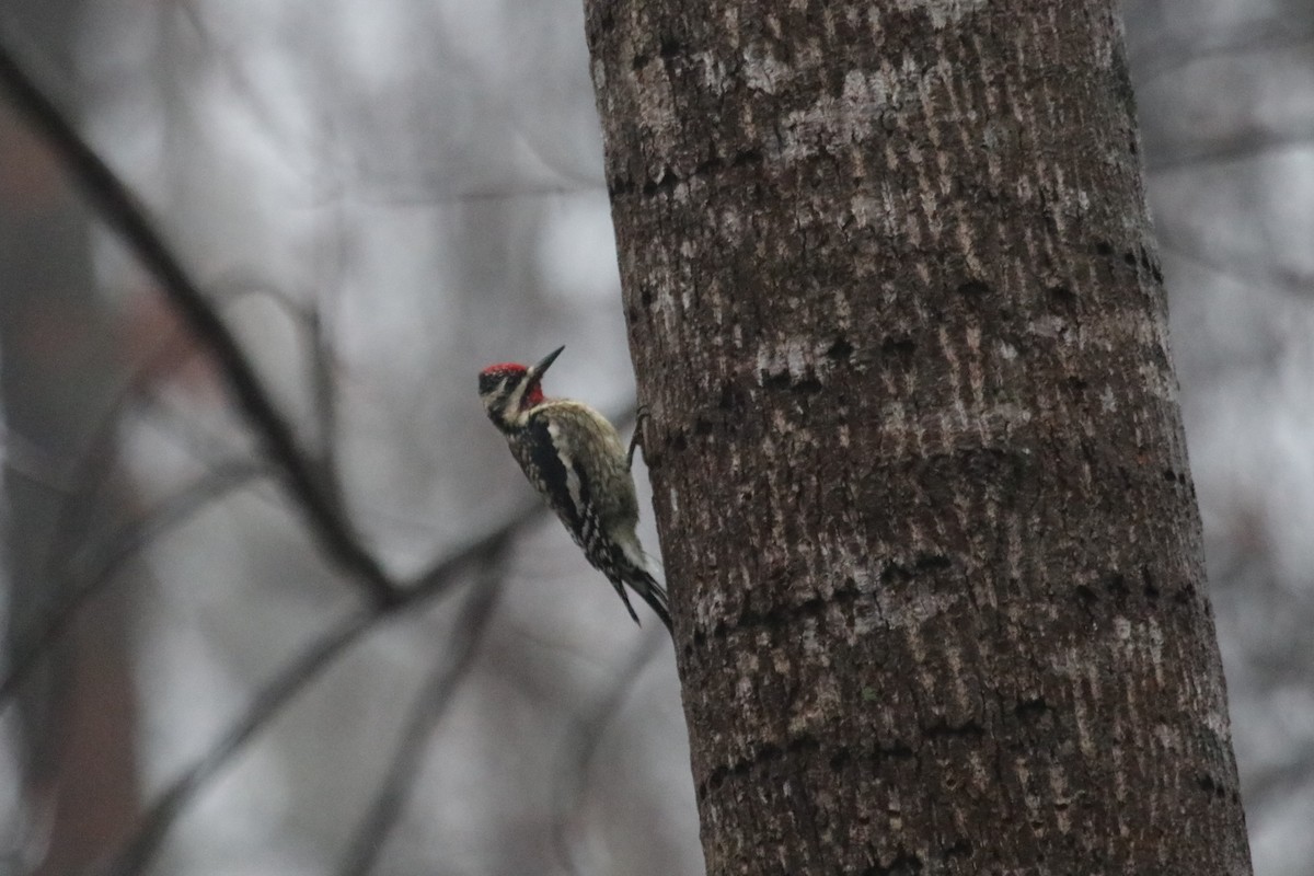 EBird Checklist 6 Jan 2024 Cool Springs Park 22 Species   1200