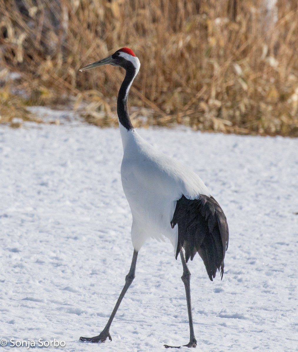 Red-crowned Crane - ML613177301