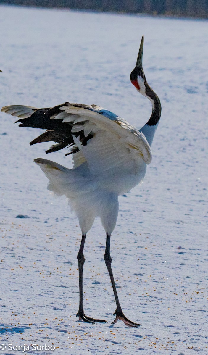 Red-crowned Crane - ML613177316