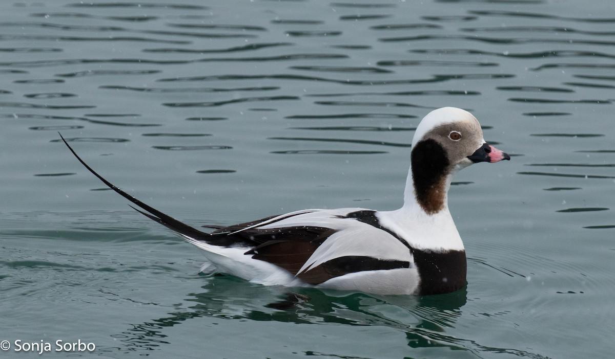 Long-tailed Duck - ML613177365
