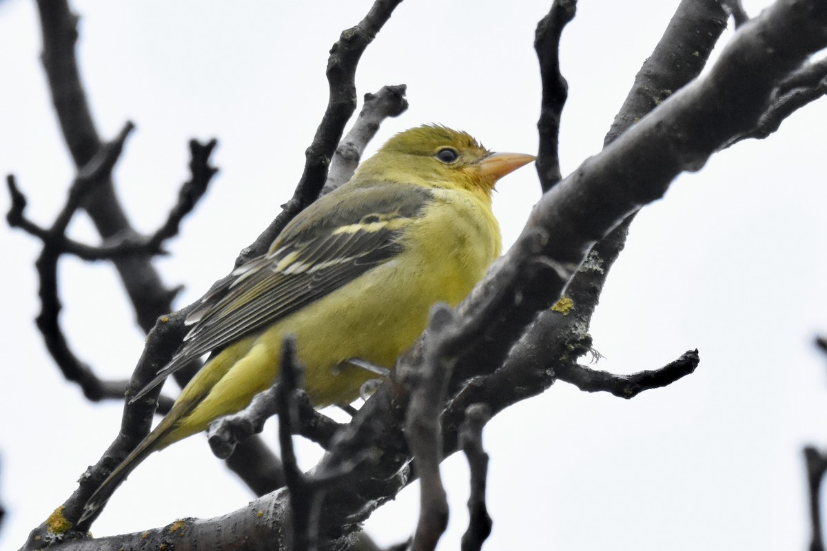Western Tanager - ML613177394