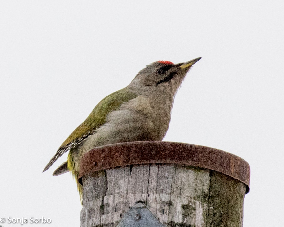 Gray-headed Woodpecker - ML613177565