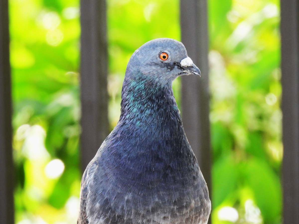 EBird Caribbean Checklist 6 Jan 2024 Parque Y Paseo Tablado Del Lago Blasina 10 Species