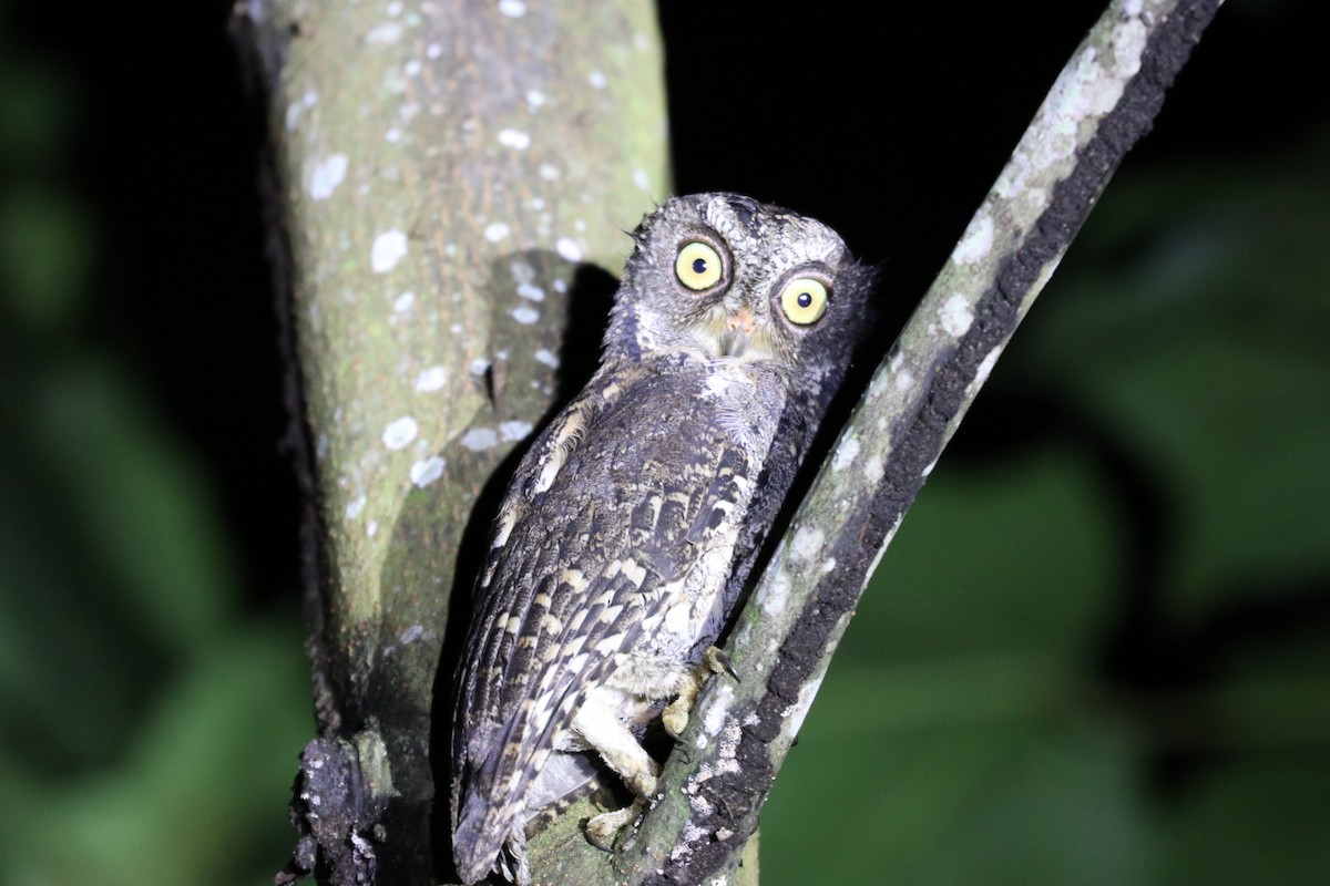 Sulawesi Scops-Owl - ML613178089