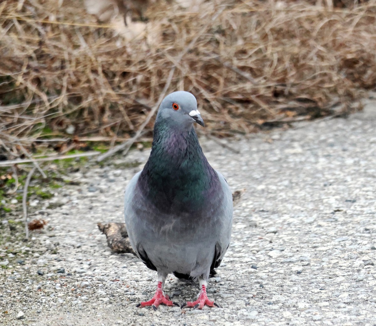Rock Pigeon (Feral Pigeon) - ML613178120